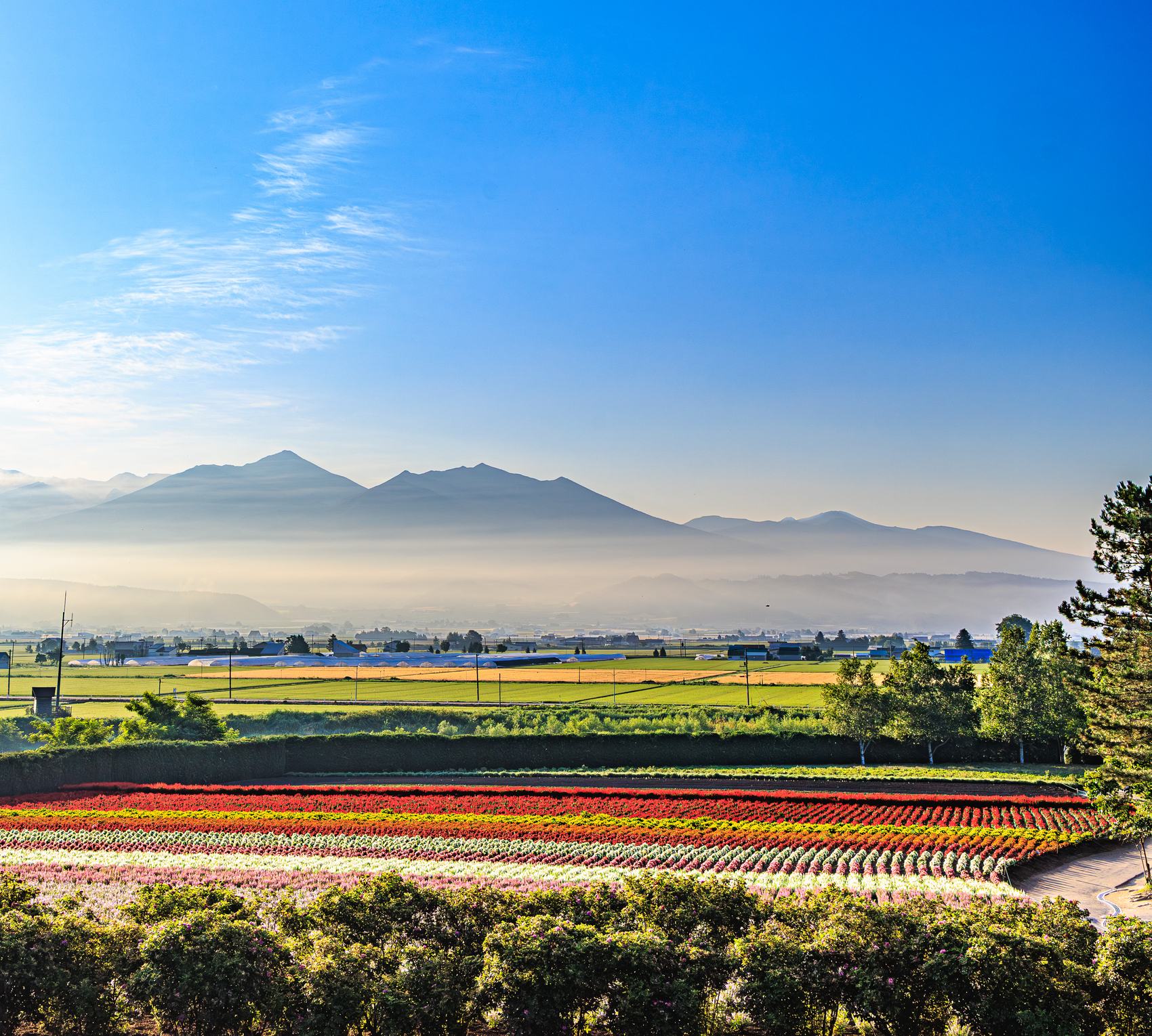 朝靄のかかる十勝岳連峰と、色とりどりの花畑が広がる富良野の風景